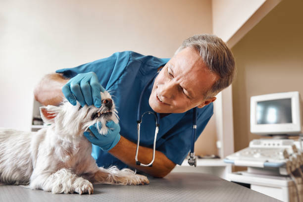 Best Emergency Dental Care for Broken or Chipped Teeth in Lake Monticello, VA